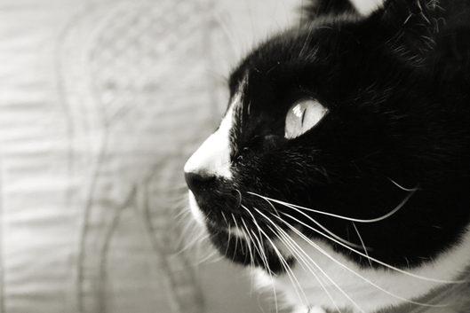 Cat Sitting Service
