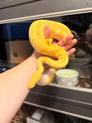 super Enchi Albino Butter. Royal python.