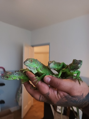 Only 4 left iguana