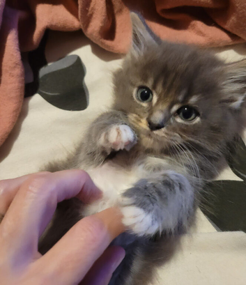 Beautiful Maine Coon x Ragdoll Boy