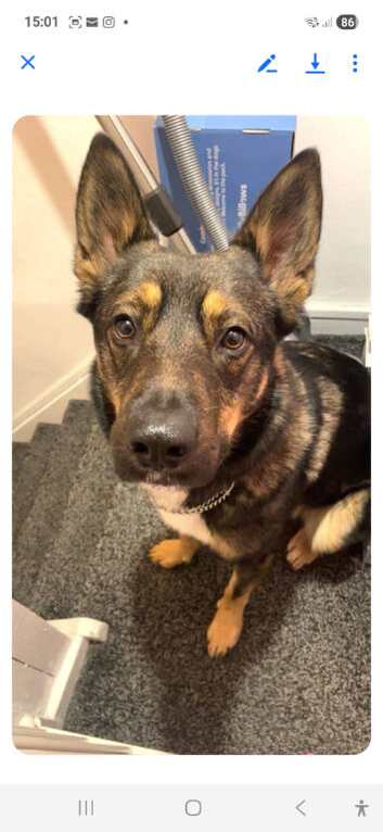 3 year old GSD x COLLIE