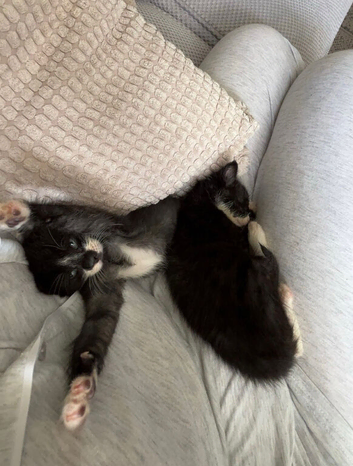 2 male kittens