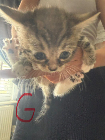 Kittens