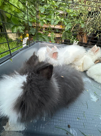 Lionheads bunnies