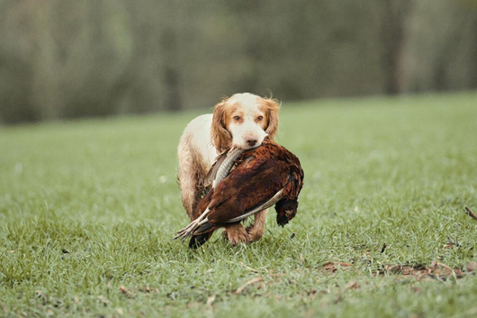 Beautiful Golden Working Sprocker Spaniel Puppies