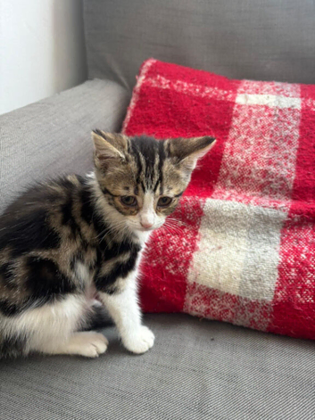 Kittens