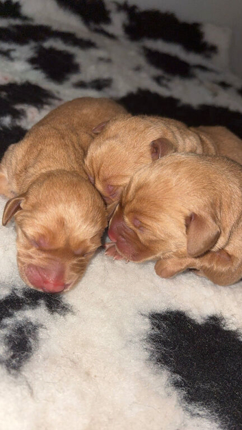 Fox red Labrador puppies
