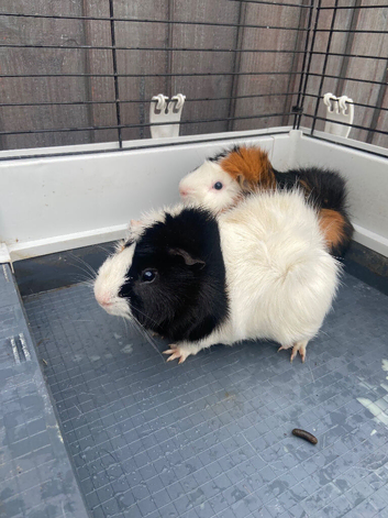 2 male Guinea pigs