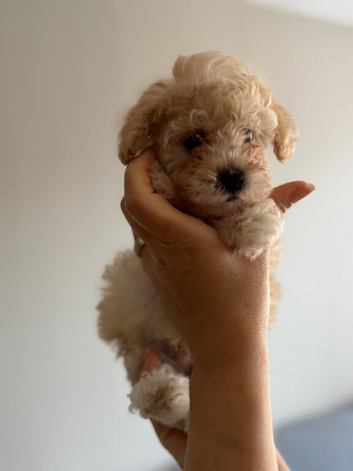 Beautiful toy poodle puppies! Edinburgh