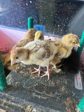 Bourbon Red Turkey poults hatched 29/5/26