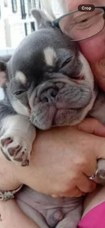 Puppy