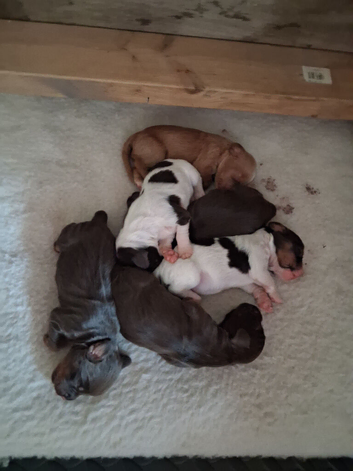 Working cocker spaniel puppies