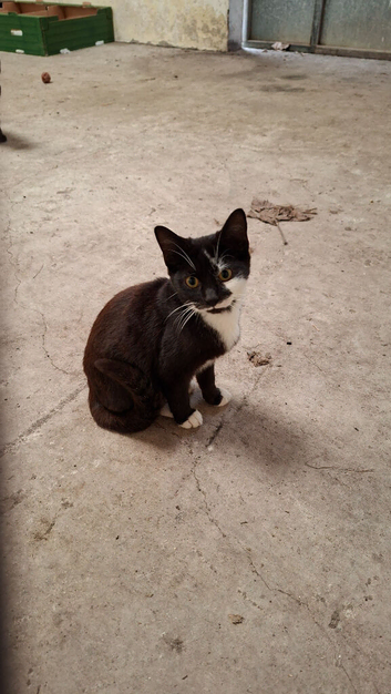 2 boy kittens looking for a loving home