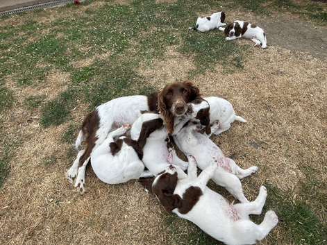 Beautiful working English springer pups for sale