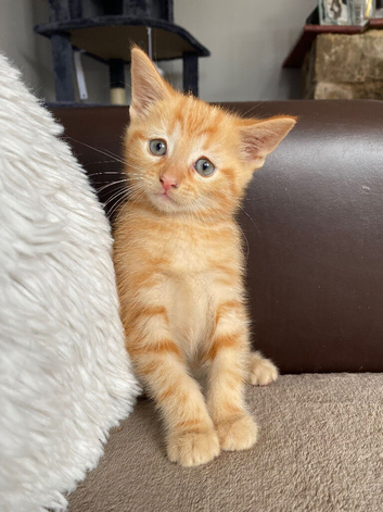 Ginger boy kitten
