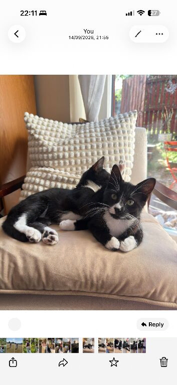 lovely kittens - 1 boy & 1 girl. black and white