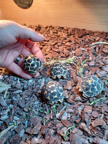 INDIAN STAR BABIES UK BRED SEPTEMBER 2025
