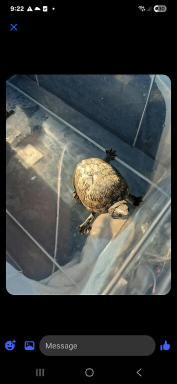 Turtle