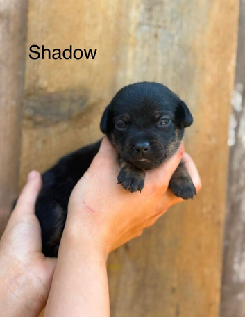 Dachshund/pomeranian puppies