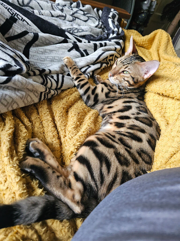 Boys and girls for sale, different ages, all kittens