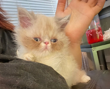 1 male persian