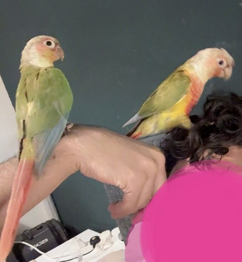 Pineapple Conure Pair - Male & Female - 18 Months Old