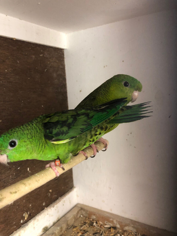 2024 pair lineolated parakeets split for yellow with DNA&rsquo;s