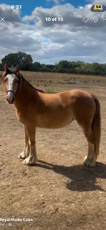 2 year old filly