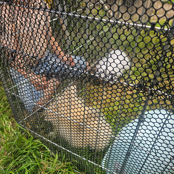 2male rabbits