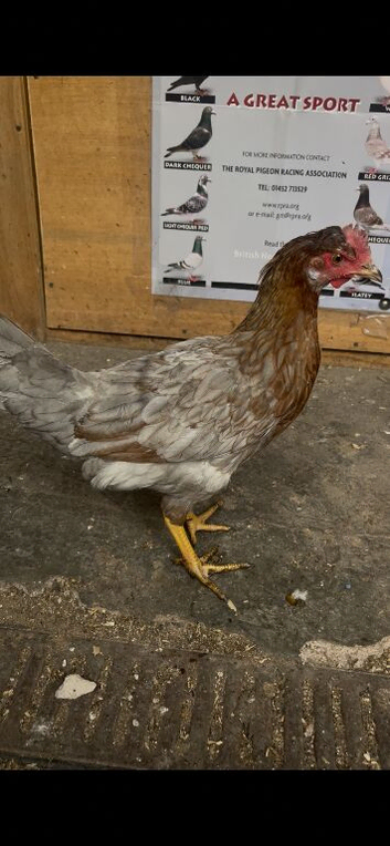 Farm egg laying young hen for sale