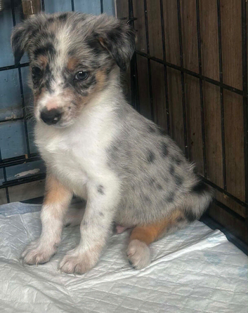 Border collie