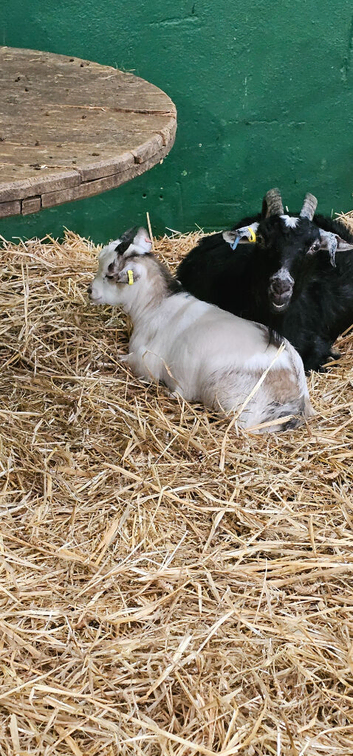 Pygmy goat kids for sale wethers