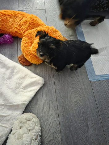 Biewer yorkie