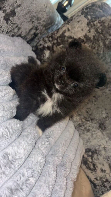 Beautiful female kc puppy
