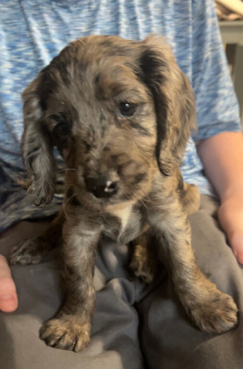 Cocker spaniel girl