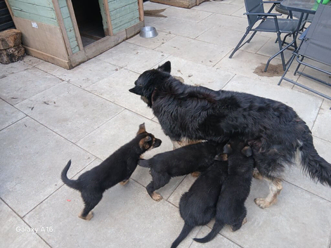 German shepherd