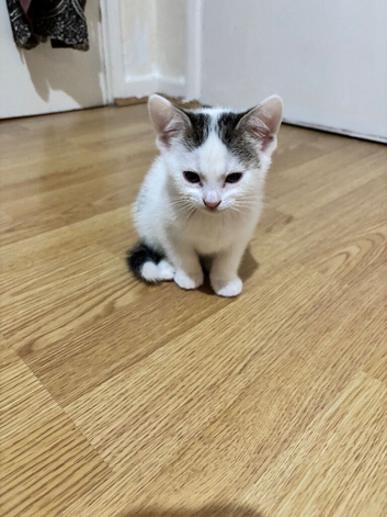 Kittens ready to be rehomed!