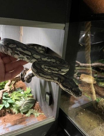 Carpet python