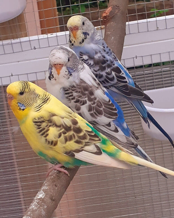 Young budgies 2026 born