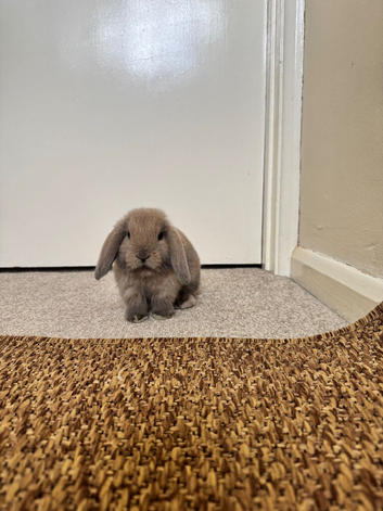 3 baby bunnies for sale