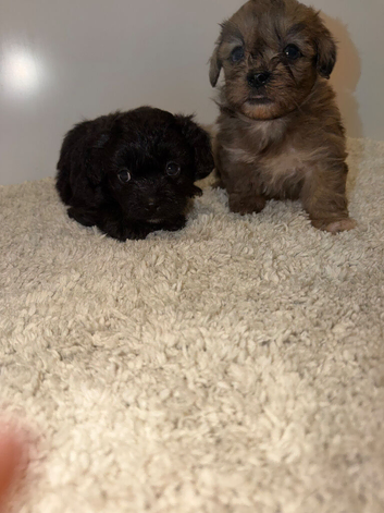 Shihpoo puppies