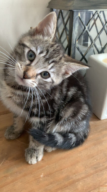 5 Kitties for sale