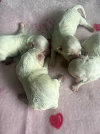 beautiful maltese