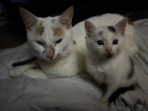 Kittens ready now