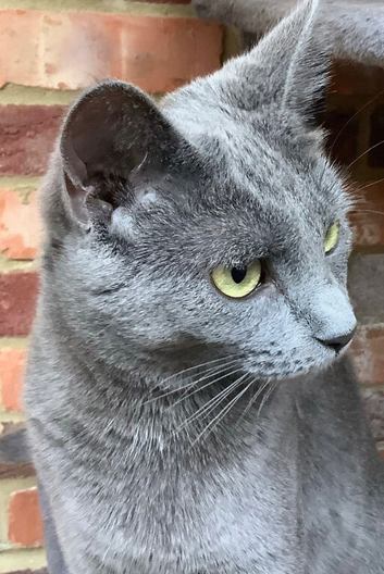 Russian Blue mix sisters
