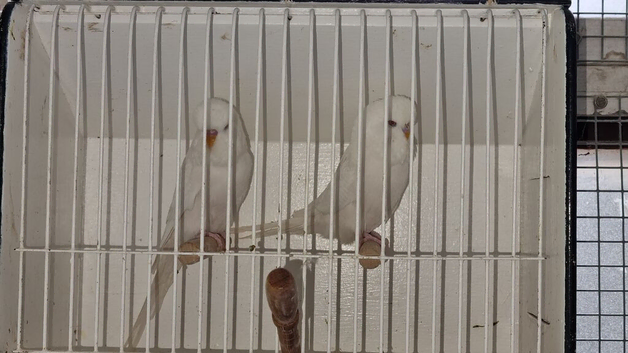 Albino pet budgies x 2 pets