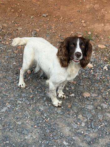 Cocker Spaniel