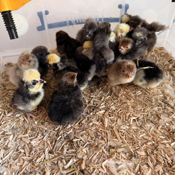 Polish chicks mixed ages