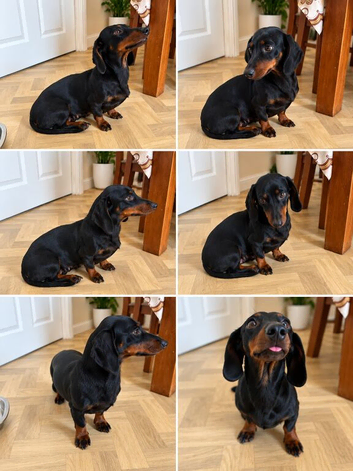 Miniature dachshund black &tan