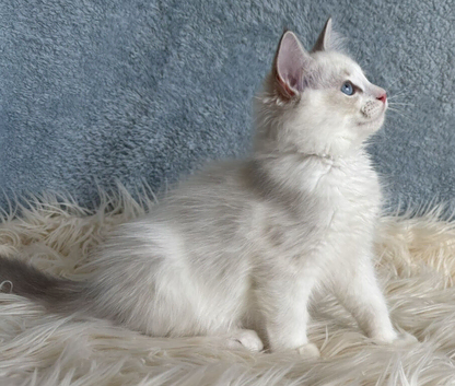 Beautiful Tica Register Kittens Ragdoll